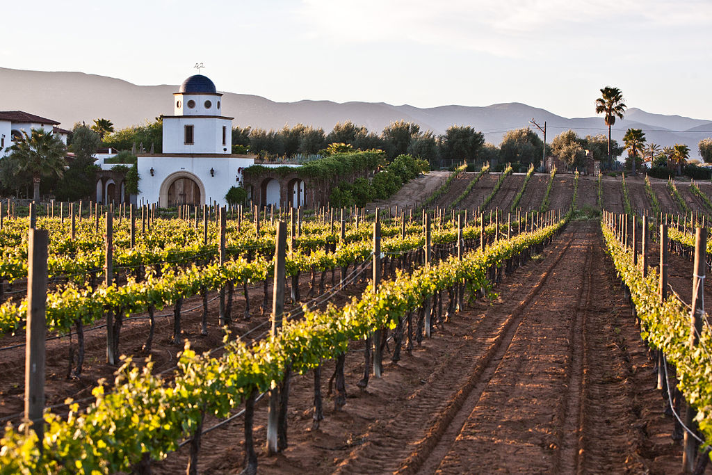 Mexico Drinks: A wintery in the Guadalupe Valley